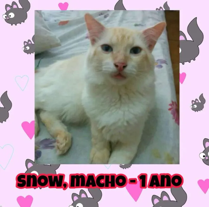 Gato ra a SRD idade 1 ano nome Snow