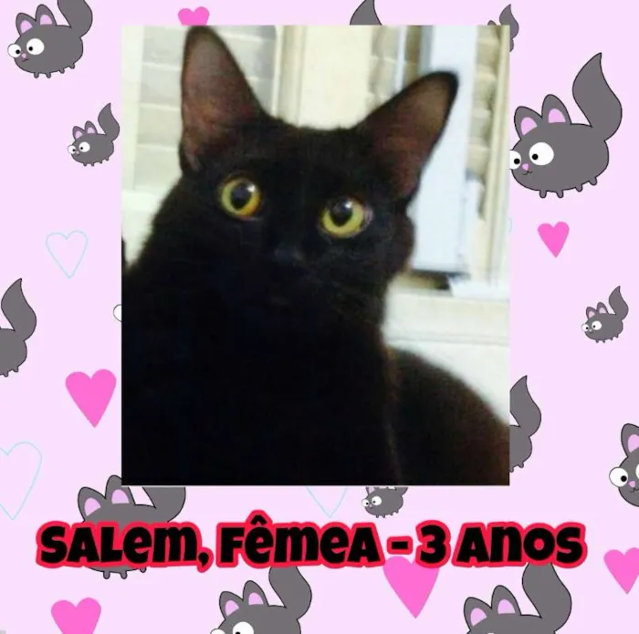 Gato ra a SRD idade 3 anos nome Salem