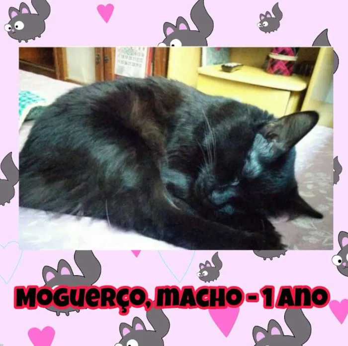 Gato ra a SRD idade 1 ano nome Moguerço