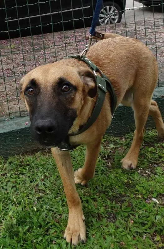 Cachorro ra a SRD idade 7 a 11 meses nome Boris
