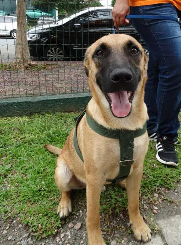 Cachorro ra a SRD idade 7 a 11 meses nome Boris