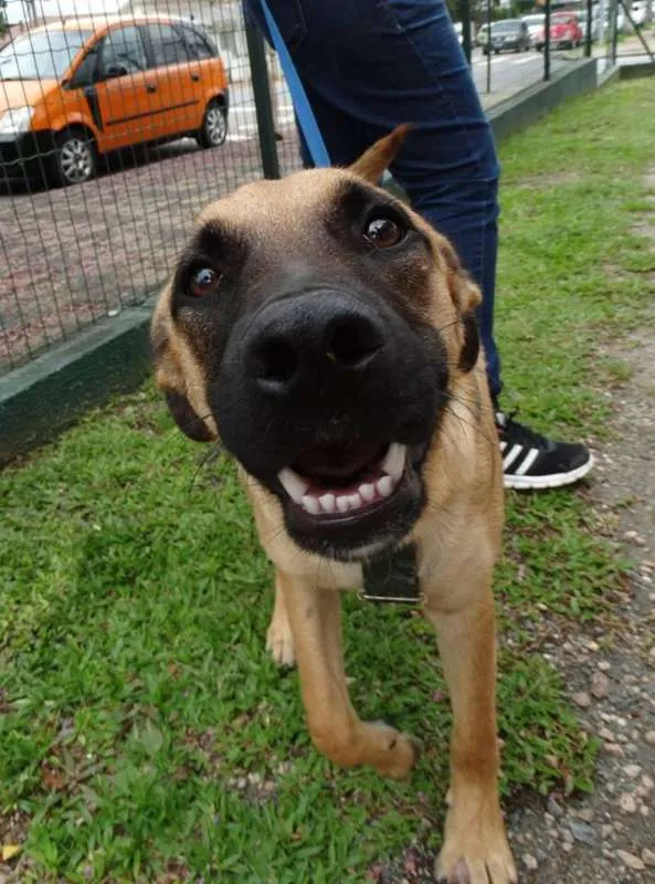 Cachorro ra a SRD idade 7 a 11 meses nome Boris