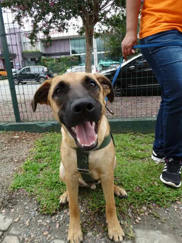 Cachorro ra a SRD idade 7 a 11 meses nome Boris