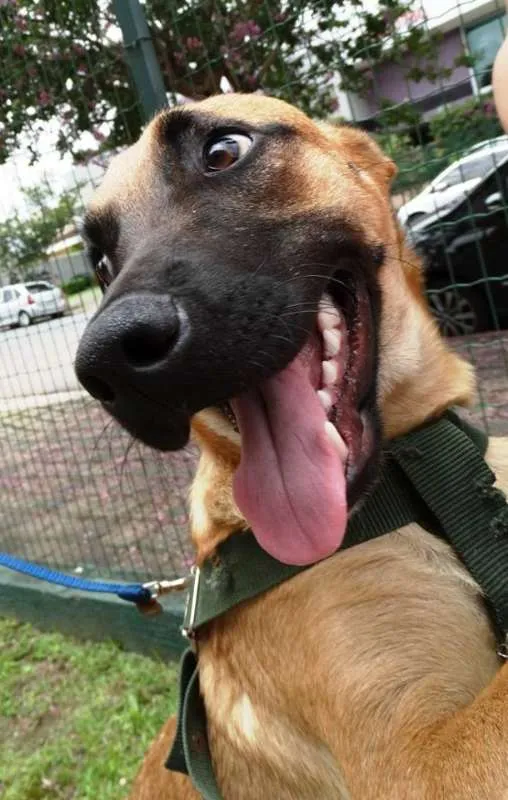 Cachorro ra a SRD idade 7 a 11 meses nome Boris
