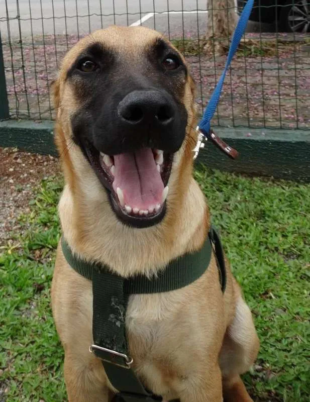 Cachorro ra a SRD idade 7 a 11 meses nome Boris
