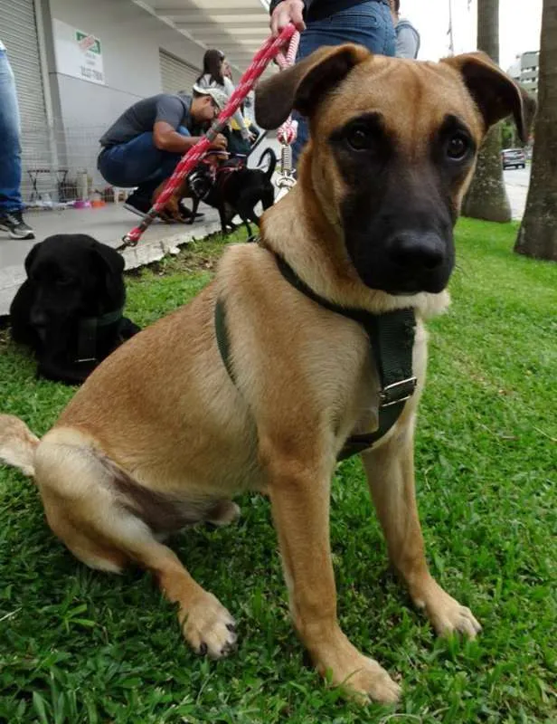 Cachorro ra a SRD idade 7 a 11 meses nome Boris