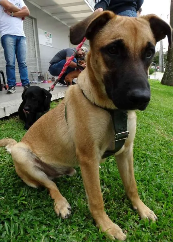 Cachorro ra a SRD idade 7 a 11 meses nome Boris