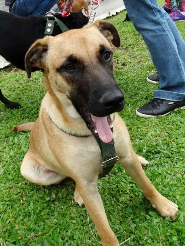 Cachorro ra a SRD idade 7 a 11 meses nome Boris