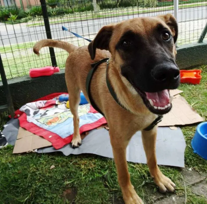 Cachorro ra a SRD idade 7 a 11 meses nome Boris