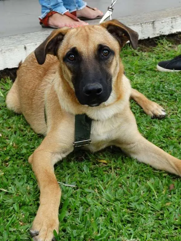 Cachorro ra a SRD idade 7 a 11 meses nome Boris