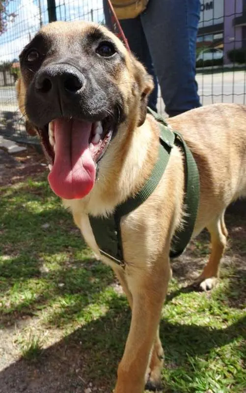 Cachorro ra a SRD idade 7 a 11 meses nome Boris