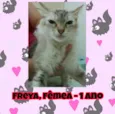 Gato raça SRD idade 1 ano nome Freya