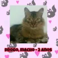 Gato raça SRD idade 2 anos nome Drogo