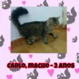 Gato raça SRD idade 2 anos nome Carlo