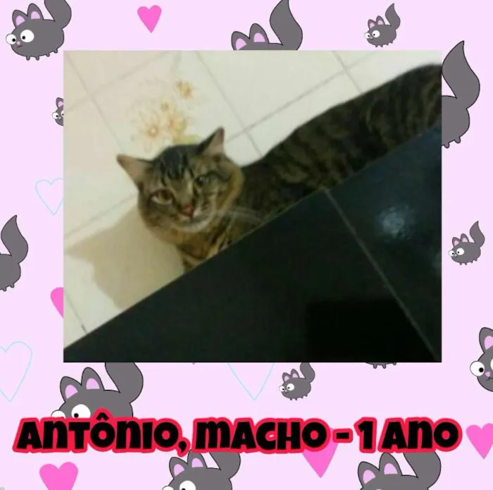 Gato ra a SRD idade 1 ano nome Antônio