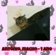 Antônio