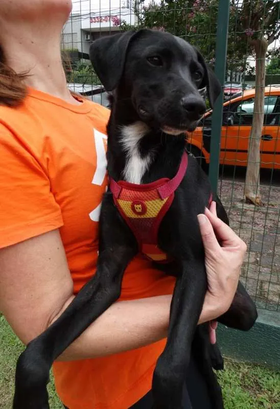 Cachorro ra a Srd idade 7 a 11 meses nome Fumaça