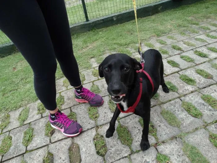 Cachorro ra a Srd idade 7 a 11 meses nome Fumaça
