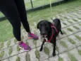 Fumaça