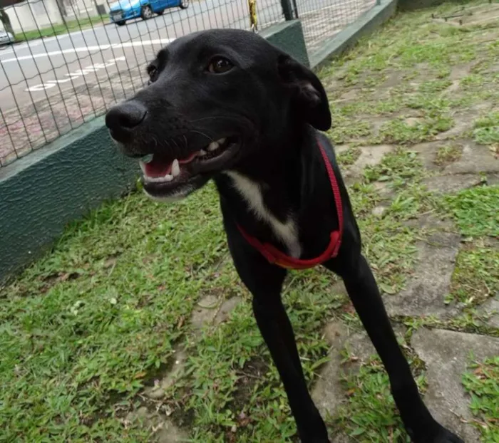 Cachorro ra a Srd idade 7 a 11 meses nome Fumaça
