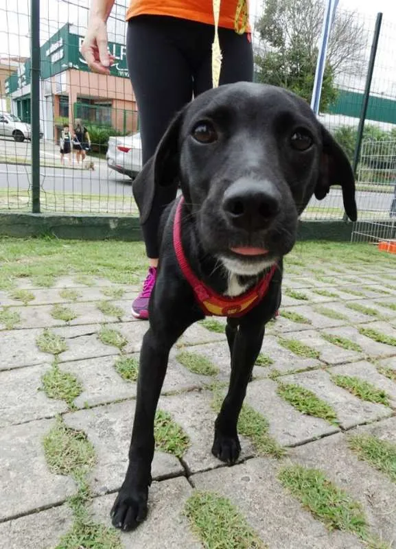 Cachorro ra a Srd idade 7 a 11 meses nome Fumaça