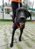 Fumaça