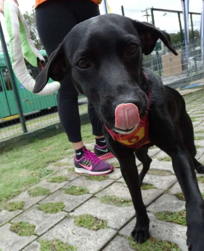Cachorro ra a Srd idade 7 a 11 meses nome Fumaça
