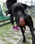 Fumaça
