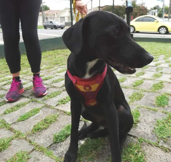 Cachorro ra a Srd idade 7 a 11 meses nome Fumaça