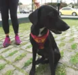 Fumaça