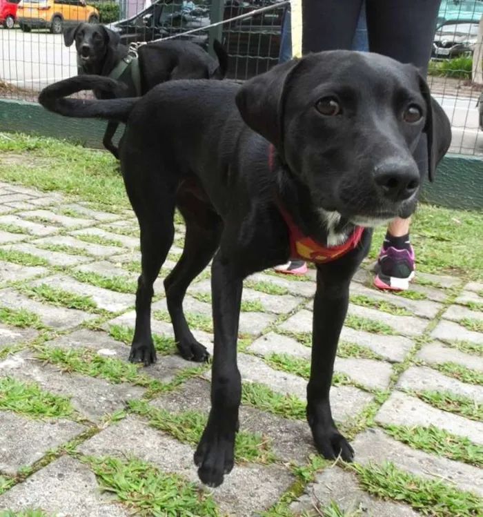 Cachorro ra a Srd idade 7 a 11 meses nome Fumaça