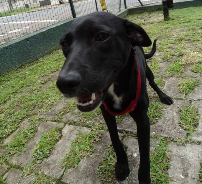 Cachorro ra a Srd idade 7 a 11 meses nome Fumaça
