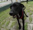 Fumaça