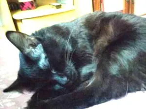 Gato raça SRD idade 1 ano nome Moguerço