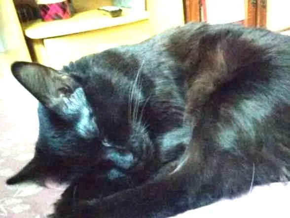 Gato ra a SRD idade 1 ano nome Moguerço