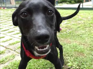 Cachorro raça Srd idade 7 a 11 meses nome Fumaça