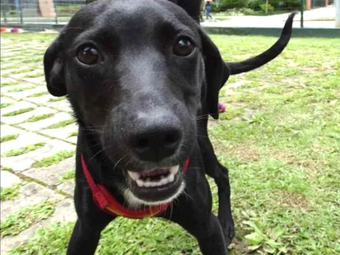 Cachorro ra a Srd idade 7 a 11 meses nome Fumaça