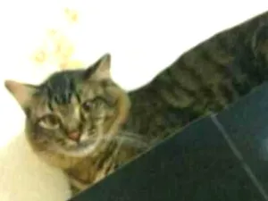 Gato raça SRD idade 1 ano nome Antônio