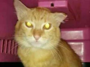 Gato raça SRD idade 2 anos nome Bran
