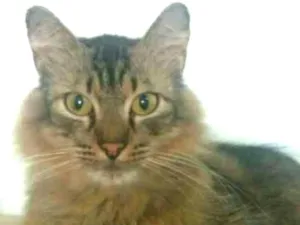 Gato raça SRD idade 2 anos nome Drogo