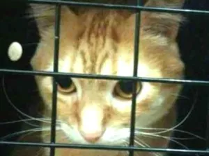 Gato raça SRD idade 3 anos nome Luno