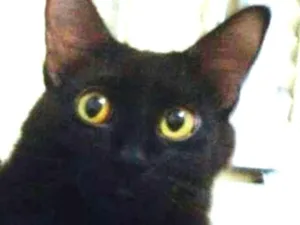Gato raça SRD idade 3 anos nome Salem