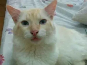 Gato raça SRD idade 1 ano nome Snow