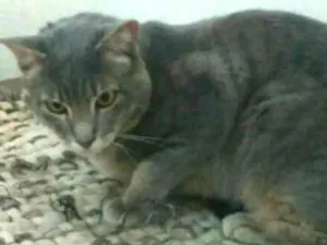 Gato raça SRD idade 2 anos nome Thesco