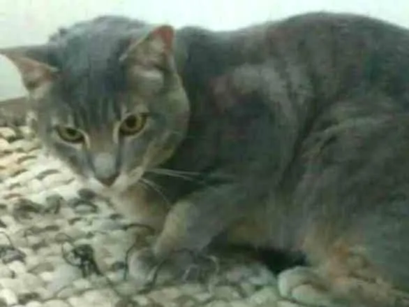 Gato ra a SRD idade 2 anos nome Thesco