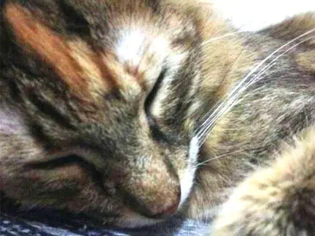 Gato ra a SRD idade 2 anos nome Star