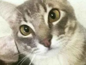 Gato raça SRD idade 2 anos nome Vitto