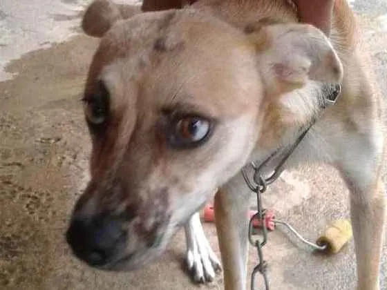 Cachorro ra a Vira lata idade 7 a 11 meses nome July 