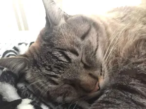 Gato raça SRD idade 2 anos nome Pinto