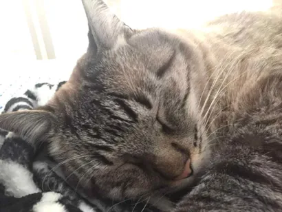 Gato raça SRD idade 2 anos nome Pinto